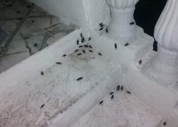 Tunisie : Les grillons envahissent plusieurs régions et quartiers