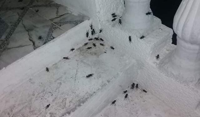 Tunisie : Les grillons envahissent plusieurs régions et quartiers
