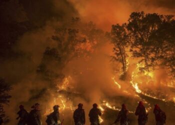 Bizerte : L’Armée intervient pour maîtriser un incendie dans une forêt