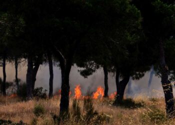 Kasserine : Tous les incendies maîtrisés, sauf au Mont Chaambi