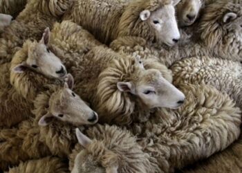 Les tarifs des moutons pour l'Aïd El Idha 2019