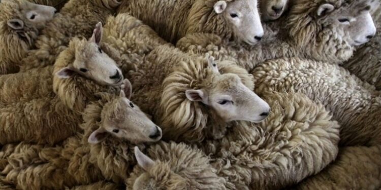 Les tarifs des moutons pour l'Aïd El Idha 2019