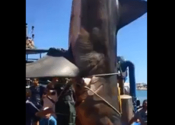 La Tunisie classée 2ème plus gros pêcheur de requins de la Méditerranée