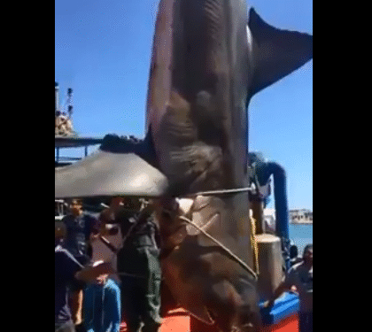 La Tunisie classée 2ème plus gros pêcheur de requins de la Méditerranée