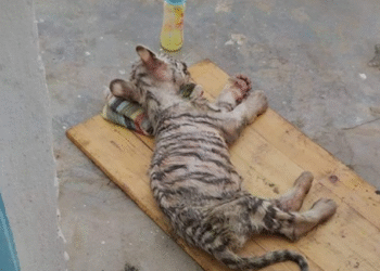 Saisis à la frontière, les quatre tigres blancs de Friguia Park, dans un état critique