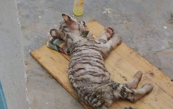 Saisis à la frontière, les quatre tigres blancs de Friguia Park, dans un état critique