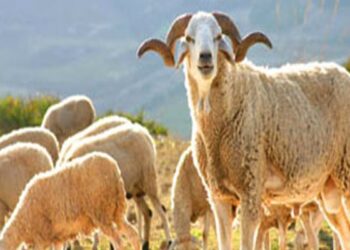 Aid Al-Idha : Un mouton vendu à 1100 dinars à l’Ariana