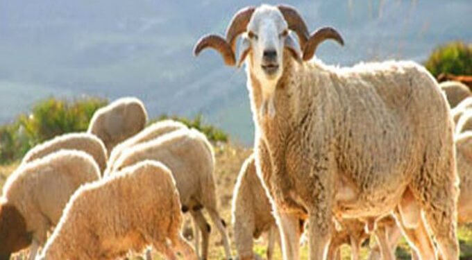 Aid Al-Idha : Un mouton vendu à 1100 dinars à l’Ariana