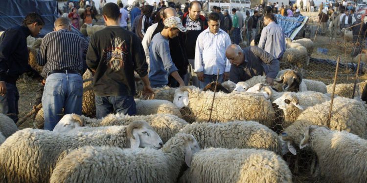 La ville de Tunis interdit le sacrifice de moutons dans les immeubles