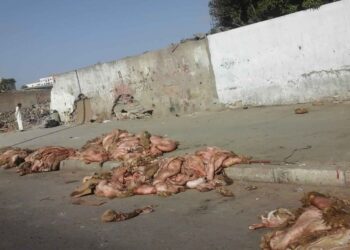 Vers la valorisation de 500 mille peaux de moutons