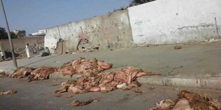 Vers la valorisation de 500 mille peaux de moutons