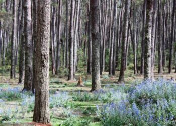 Jendouba : Soupçons de corruption autour d'une licence d'exploitation d'une forêt de pins