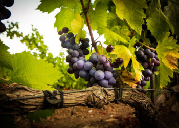 Tunisie : Une bonne récolte des raisins à l’horizon
