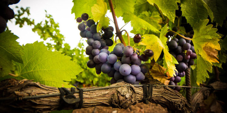 Tunisie : Une bonne récolte des raisins à l’horizon