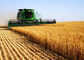 Tunisie : La récolte céréalière atteint un chiffre record