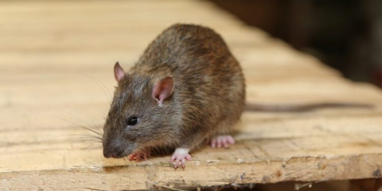 Kasserine : Le nourrisson mordu par un rat décédé