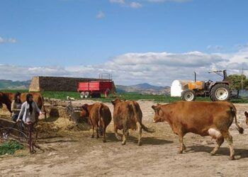 Les agriculteurs ne digèrent pas le prix de la "alfa" !