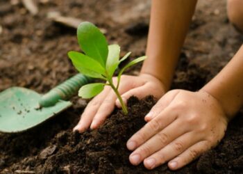 Tunisie : Grande opération de plantation de 12 millions d'arbres