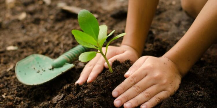 Tunisie : Grande opération de plantation de 12 millions d'arbres