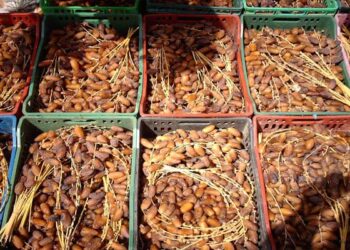 Tunisie : Cette année, la récolte des dattes devra battre tous les records !