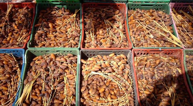 Tunisie : Cette année, la récolte des dattes devra battre tous les records !