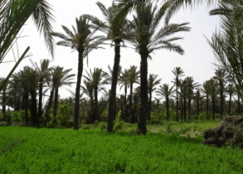 La Tunisie présentera un projet sur la protection des oasis à la COP 25