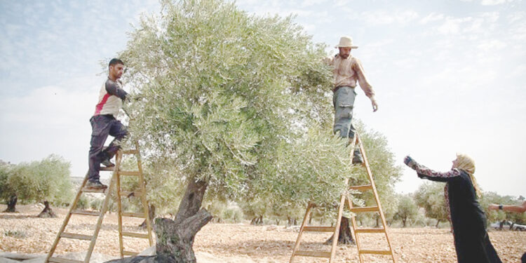 En hausse de 280%, une récolte record d’olives attendue à Mahdia