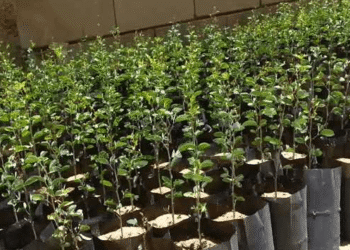 20 jeunes pousses d’arbres gratuites pour chaque citoyen !