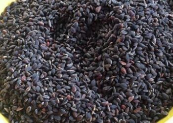 Le prix de vente du zgougou fixé à 24 dinars/kg