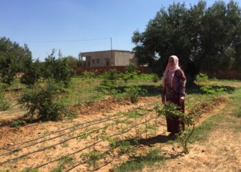 Sfax : Ces agricultrices qui cultivent et conditionnent la Moringa, l’arbre miracle