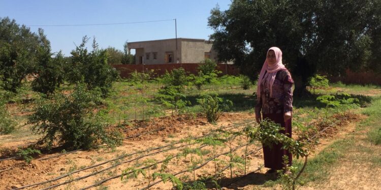 Sfax : Ces agricultrices qui cultivent et conditionnent la Moringa, l’arbre miracle