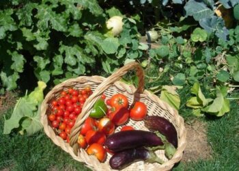 Tunisie : Le premier syndicat de l'agriculture biologique est né