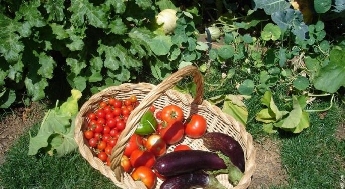 Tunisie : Le premier syndicat de l'agriculture biologique est né