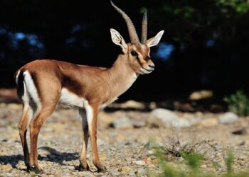 Pour protéger les gazelles, le parc national de Jebel Serj fermera ses portes
