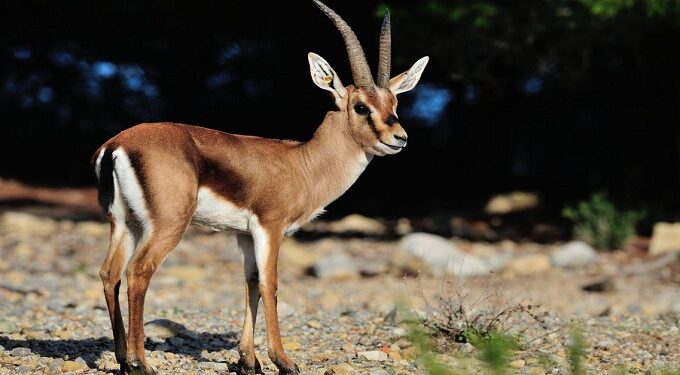 Pour protéger les gazelles, le parc national de Jebel Serj fermera ses portes