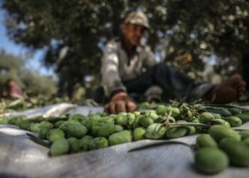 Huile d'olive : Les producteurs rejettent le prix de vente de 5600 millimes