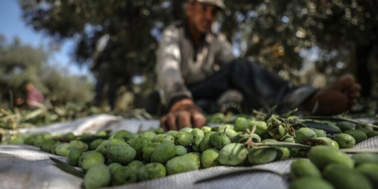 Huile d'olive : Les producteurs rejettent le prix de vente de 5600 millimes