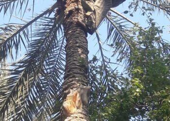 Oasis de Tozeur : Hamma en son palmier perché