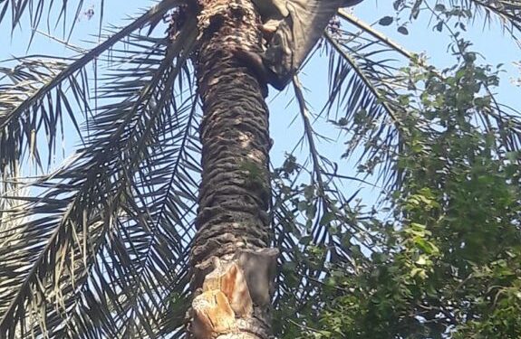 Oasis de Tozeur : Hamma en son palmier perché