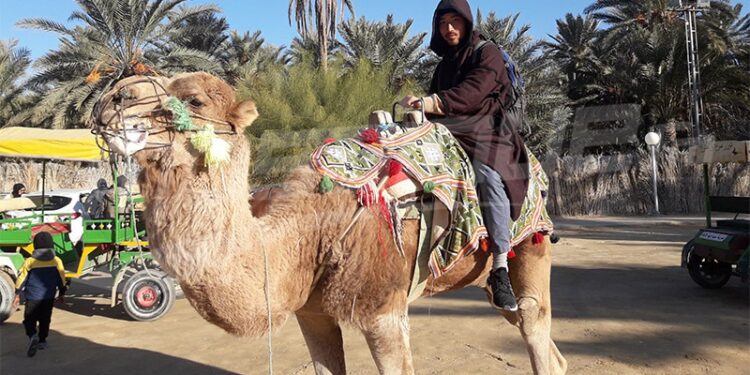 Un touriste Japonais réalise son rêve : Traverser la Tunisie à dos de dromadaire