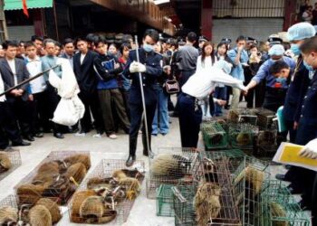 Coronavirus : La Chine interdit le commerce et la consommation d’animaux sauvages