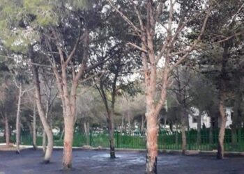 Inconscience : On goudronne les arbres