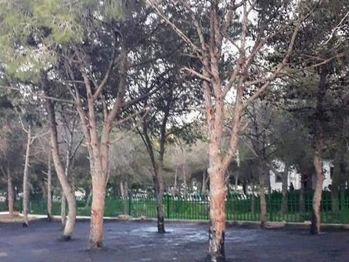Inconscience : On goudronne les arbres