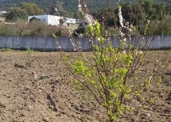 Symbole de paix : Les cerisiers du Japon fleurissent en Tunisie