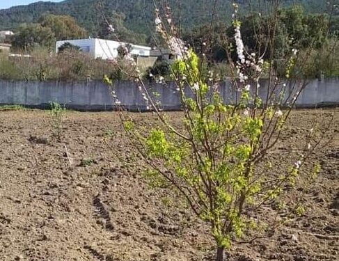Symbole de paix : Les cerisiers du Japon fleurissent en Tunisie