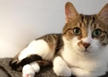 Un chat contaminé par le coronavirus, une première !