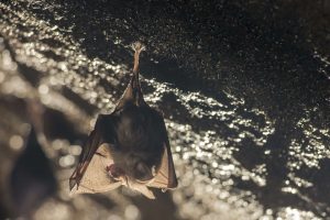 L'OMS confirme que le coronavirus est d'origine animale