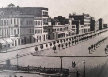 Sur l'avenue : Petit ficus deviendra grand