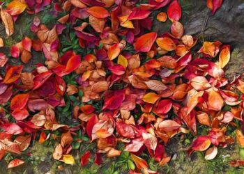 Portfolio : L'automne chromatique de Yoshisato Minagawa