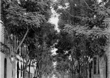 Nostalgies : Les arbres de la rue de Hollande